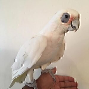 Cockatoos Archives Certified Parrot Breeder