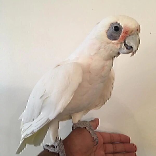 videos of a bare eyed cockatoo