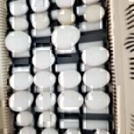 Blue and Gold Macaw eggs