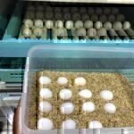 Buy African Grey Parrot Eggs
