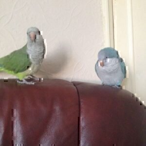 Baby parrots