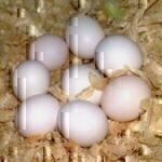 buy hyacinth macaw eggs