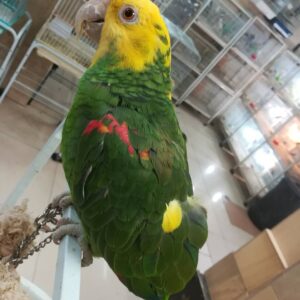https://timiesbirds.com/product/double-yellow-head-amazon-for-sale/