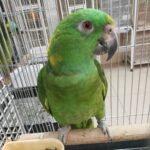 Panama Amazon Parrot for sale