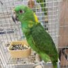 Panama Amazon Parrot for sale