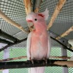 https://timiesbirds.com/product/buy-major-mitchells-cockatoos/