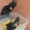 https://timiesbirds.com/product/buy-black-palm-cockatoos/