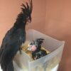 https://timiesbirds.com/product/buy-black-palm-cockatoos/