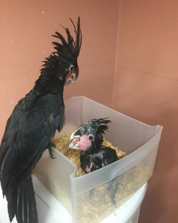 black palm cockatoo for sale near me