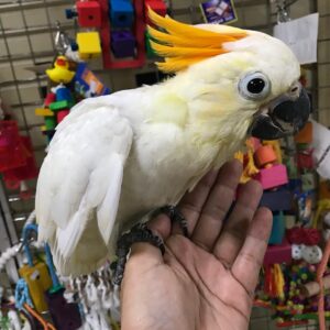 https://timiesbirds.com/product/buy-citron-cockatoos/