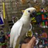 https://timiesbirds.com/product/buy-citron-cockatoos/