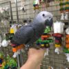 https://timiesbirds.com/product/buy-african-grey-parrot/