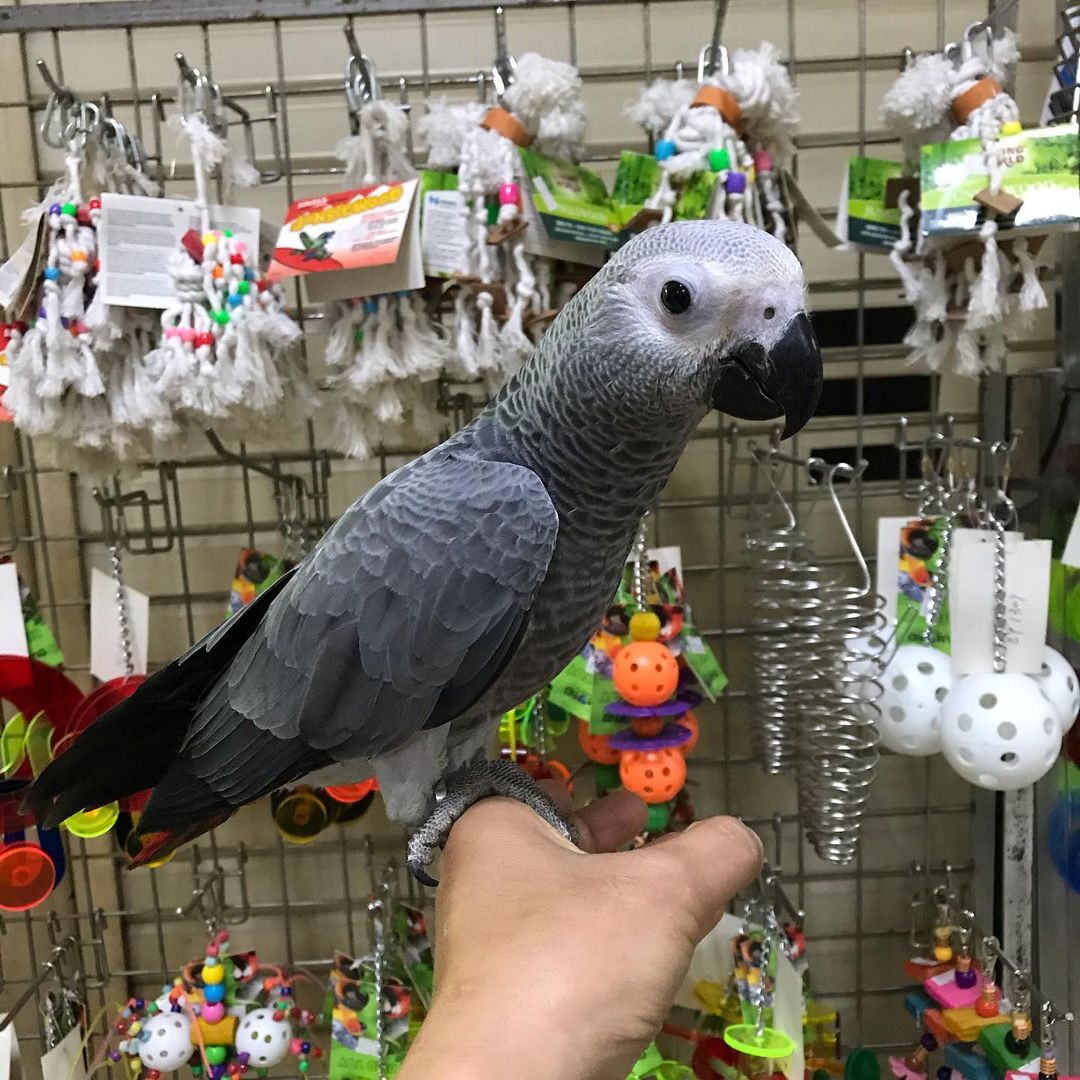 African Grey Parrot for Sale, African grey parrots for sale near me