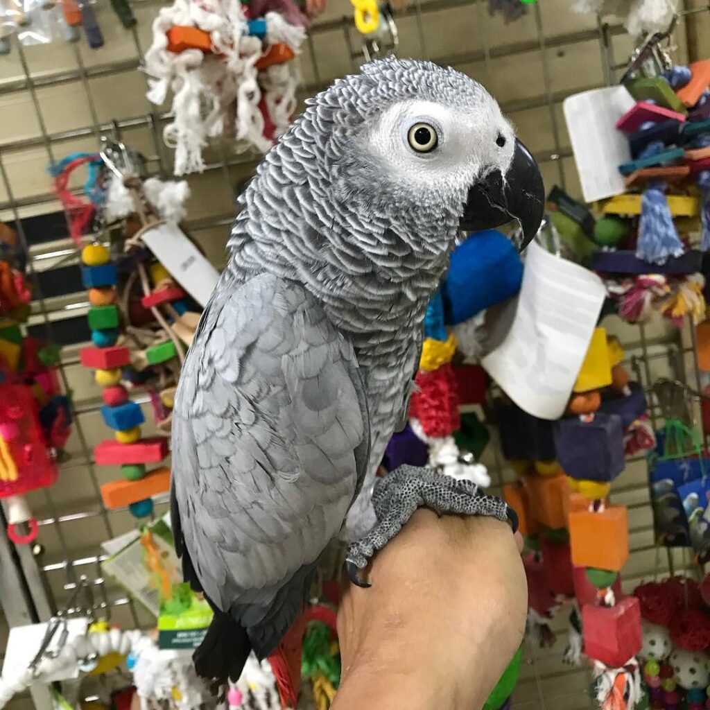 African gray parrot for sale near me