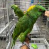 https://timiesbirds.com/product/yellow-naped-amazon-for-sale/