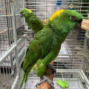 https://timiesbirds.com/product/yellow-naped-amazon-for-sale/