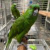 https://timiesbirds.com/product/yellow-naped-amazon-for-sale/