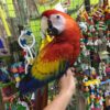 scarlet macaw for sale