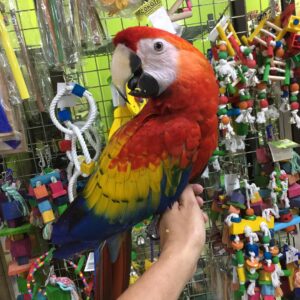 Macaws