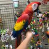 scarlet macaw for sale