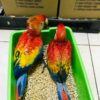 scarlet macaw for sale