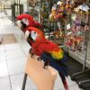 scarlet macaw for sale