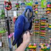 hyacinth macaw for sale