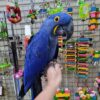 hyacinth macaw for sale