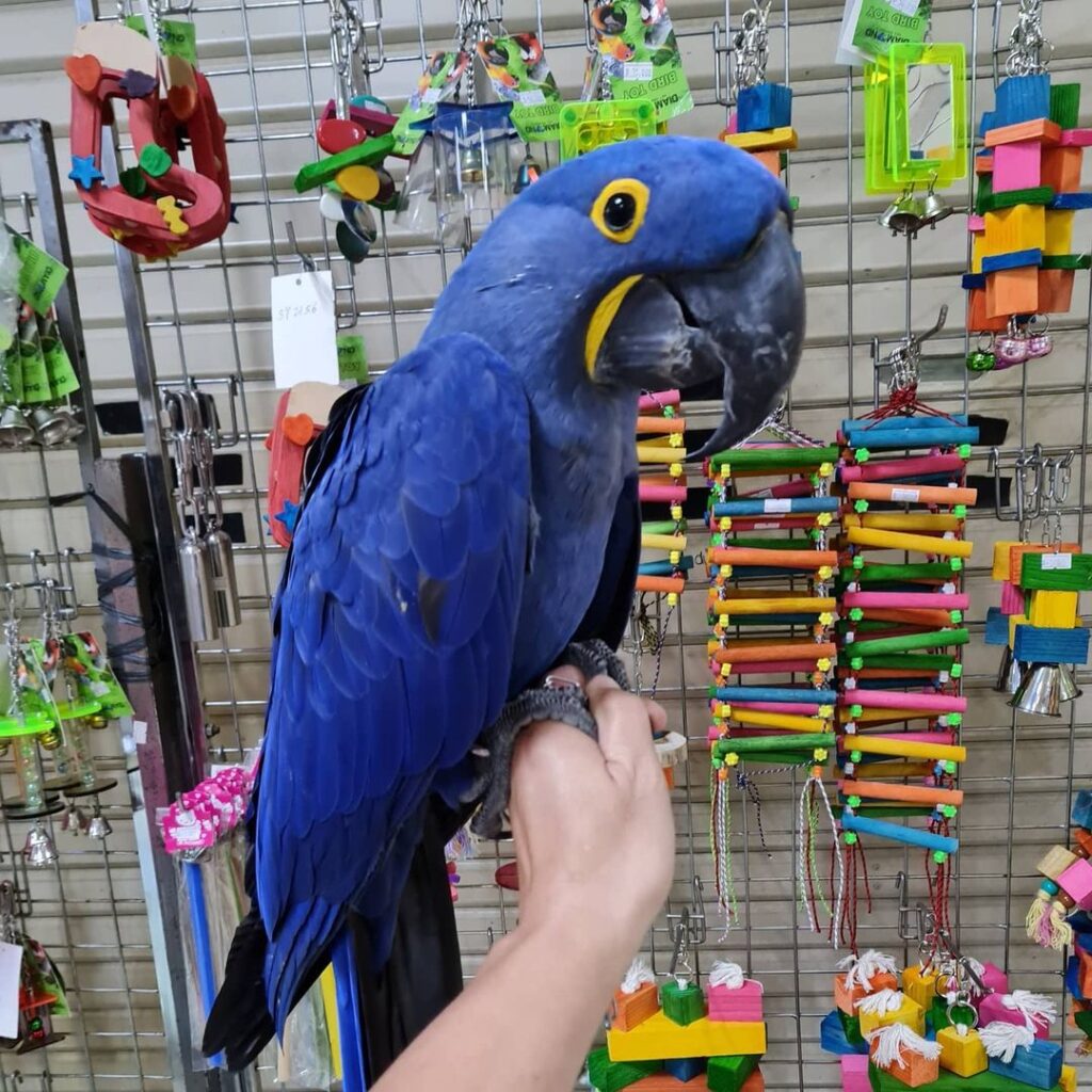 hyacinth macaw plush