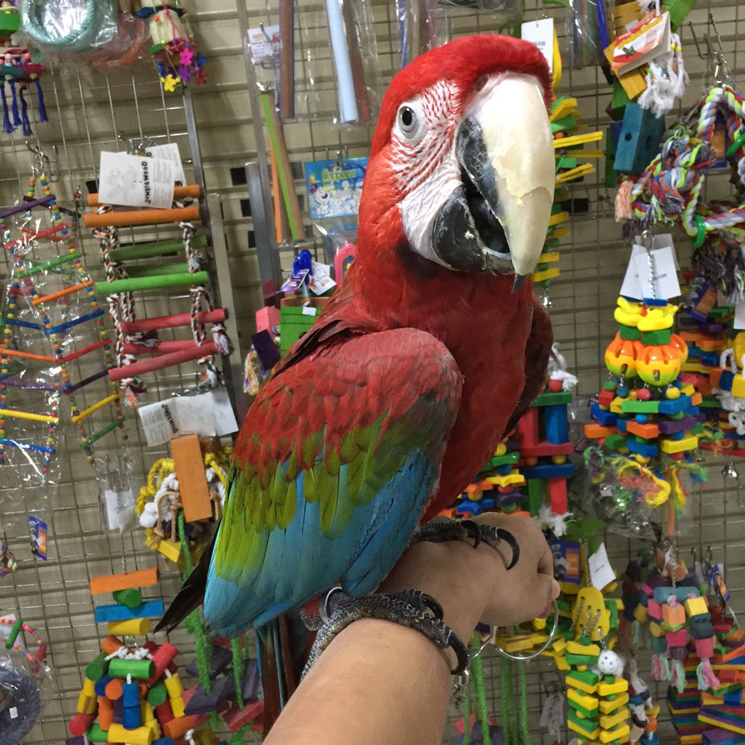 green wing macaw for adoption