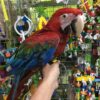 https://timiesbirds.com/product/buy-green-winged-macaw/