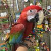 https://timiesbirds.com/product/buy-green-winged-macaw/