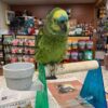 blue fronted amazon for sale