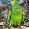 blue fronted amazon for sale