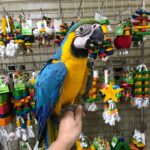 Blue and gold macaw for sale