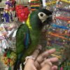 hahns Macaw for sale