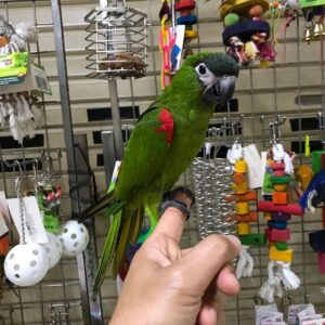 hahns Macaw for sale