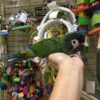 hahns Macaw for sale