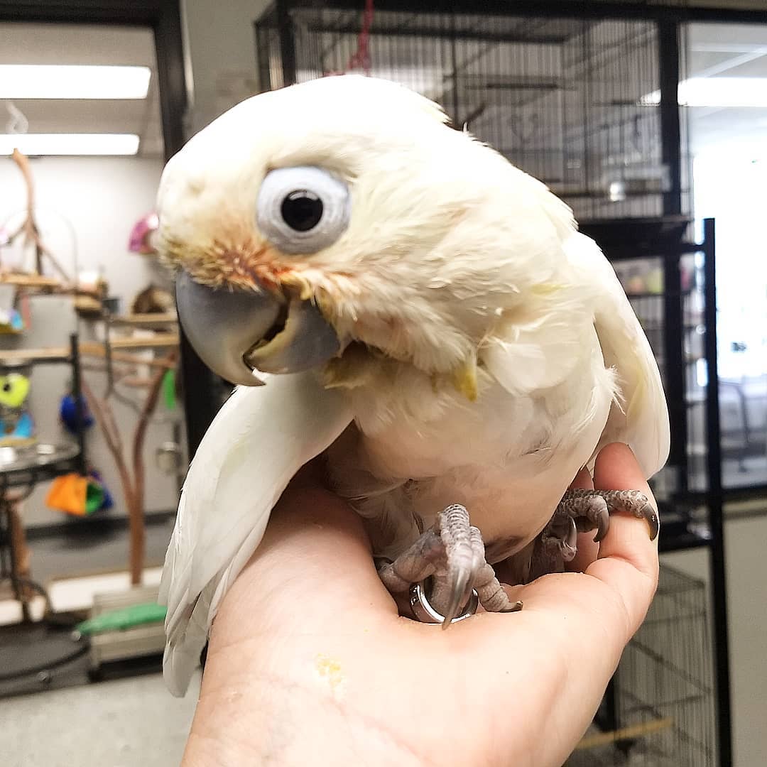 lifespan of a goffin cockatoo