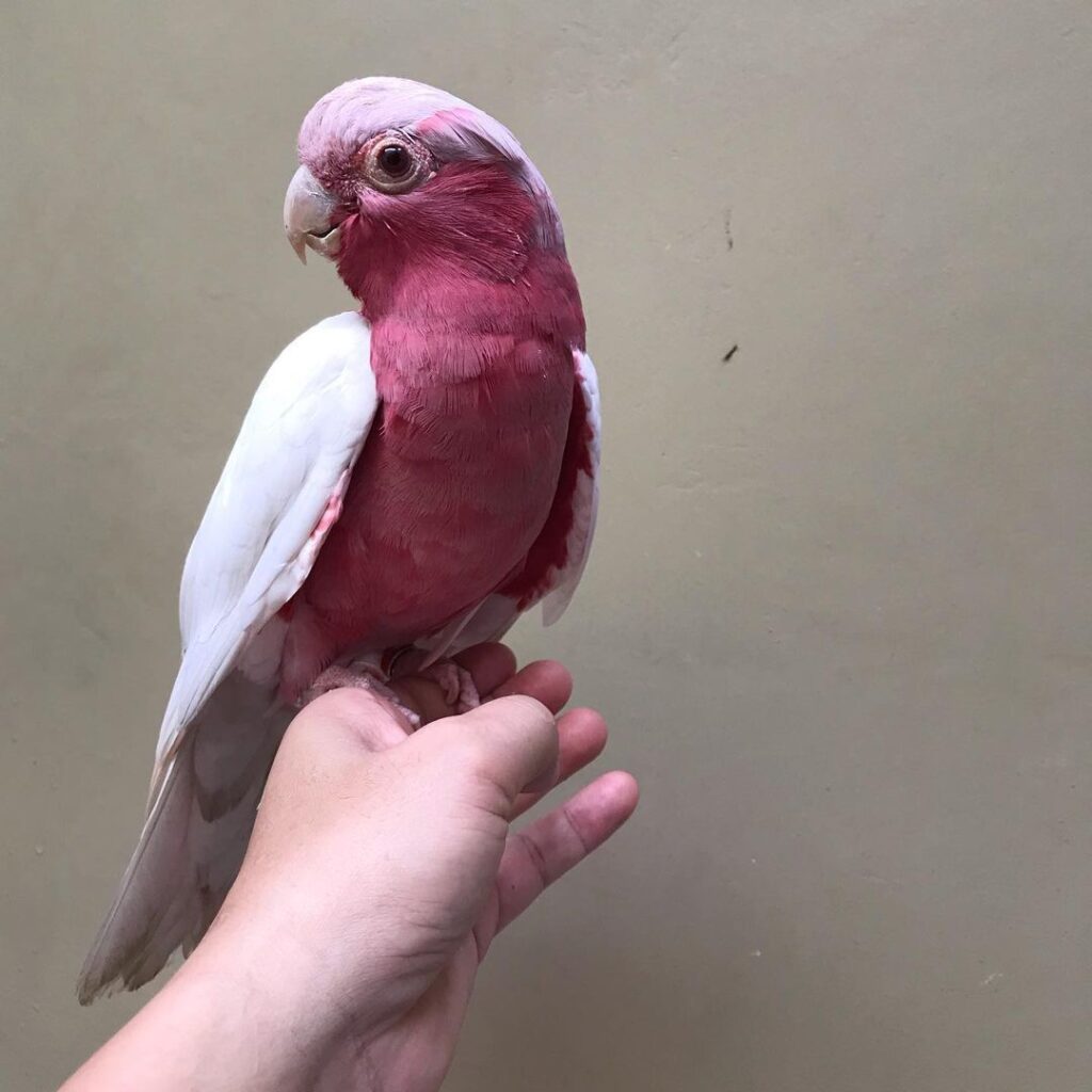 galah cockatoo plucking galah cockatoo plucking