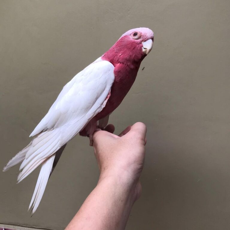 baby galah cockatoo for sale