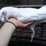 Buy Bare-Eyed Cockatoo