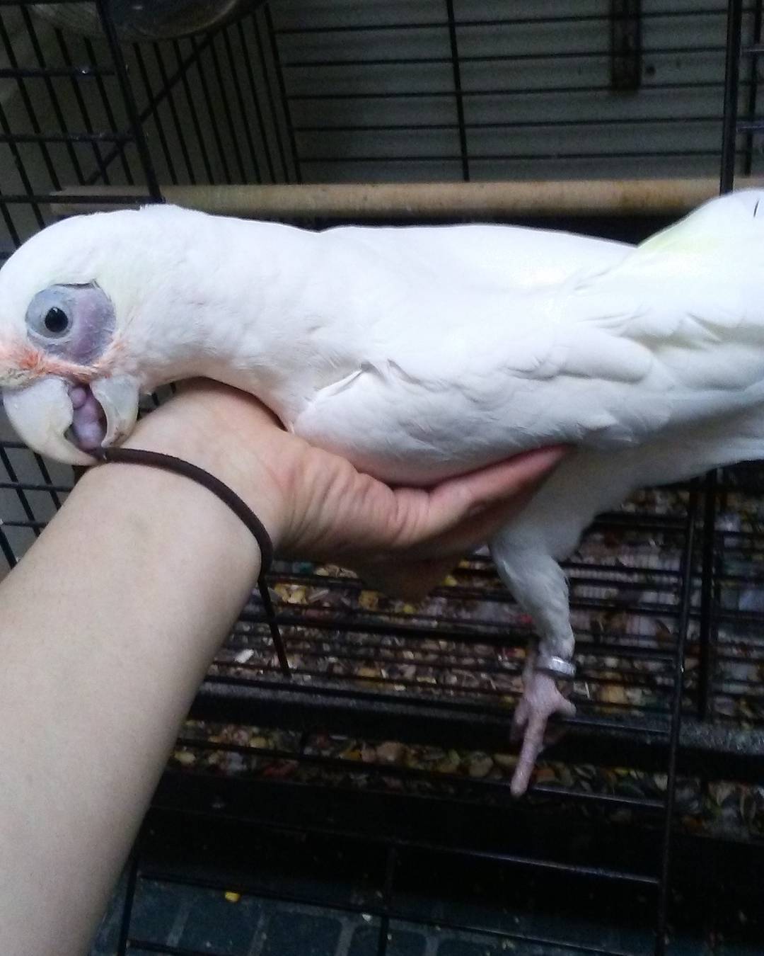 videos of a bare eyed cockatoo