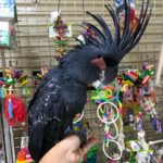 Buy Black Palm Cockatoos
