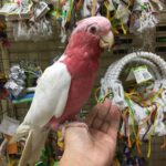 Galah Cockatoo for sale