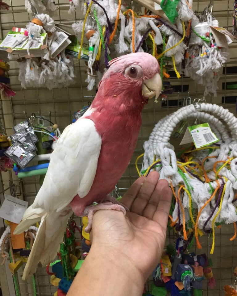 galah cockatoo for sale