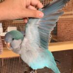 Quaker Parrot For Sale