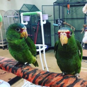 White fronted amazon for sale