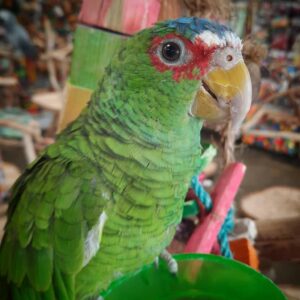 Amazon Parrots