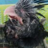 Black palm cockatoo baby for sale